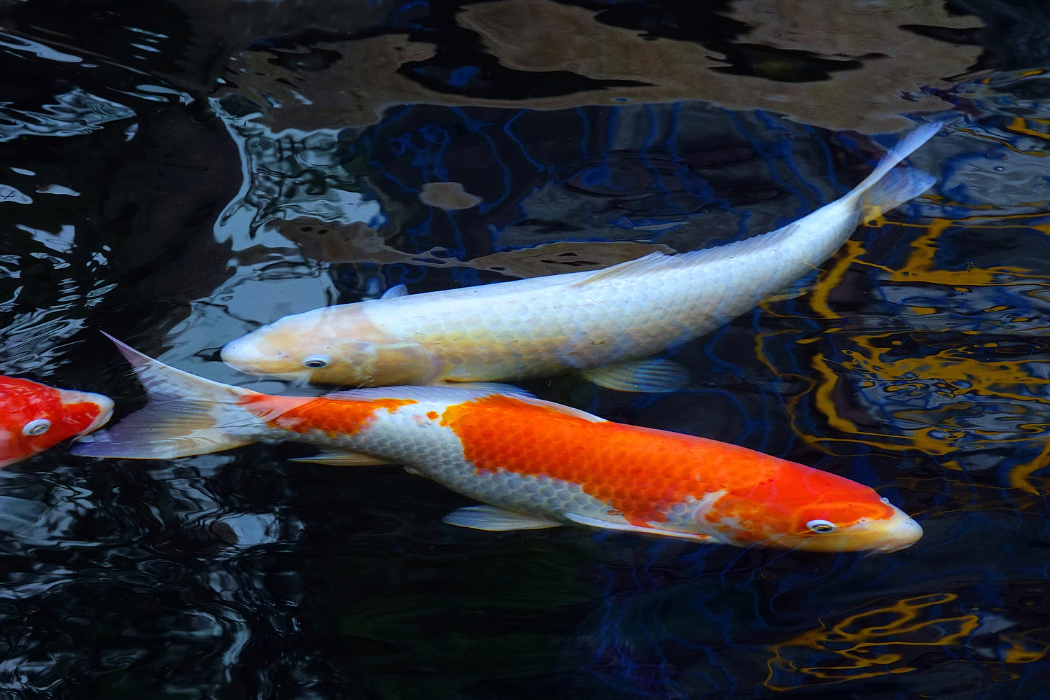 陳永鑑_錦鯉遊緃_20250306e.JPG