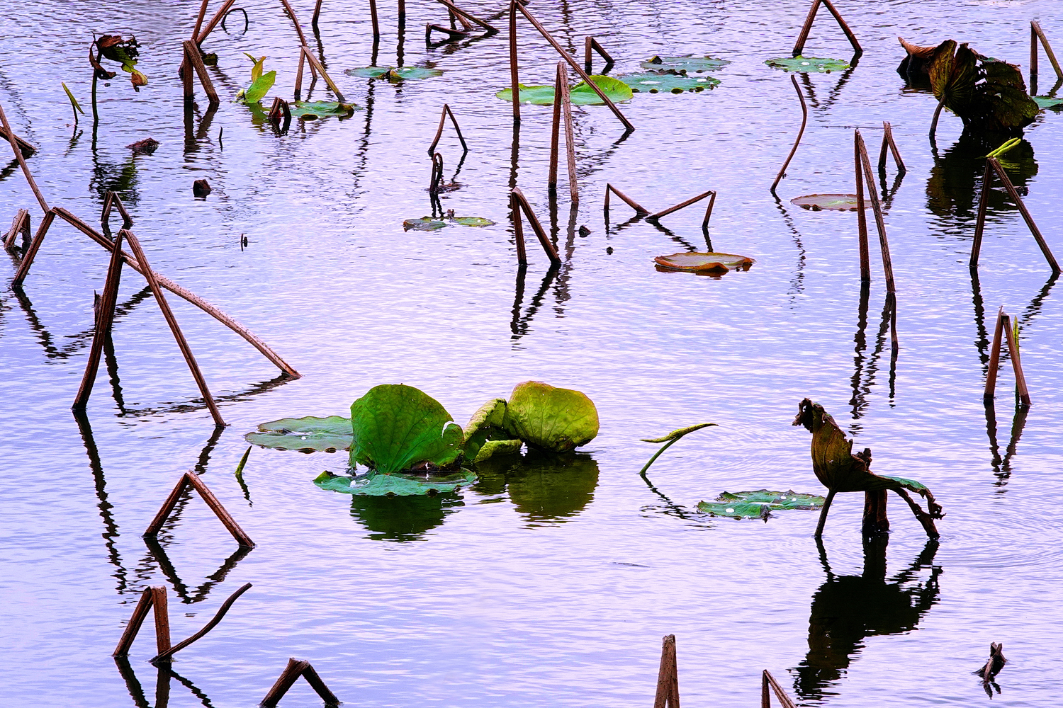 陳永鑑_荷花作品_20250309g.JPG