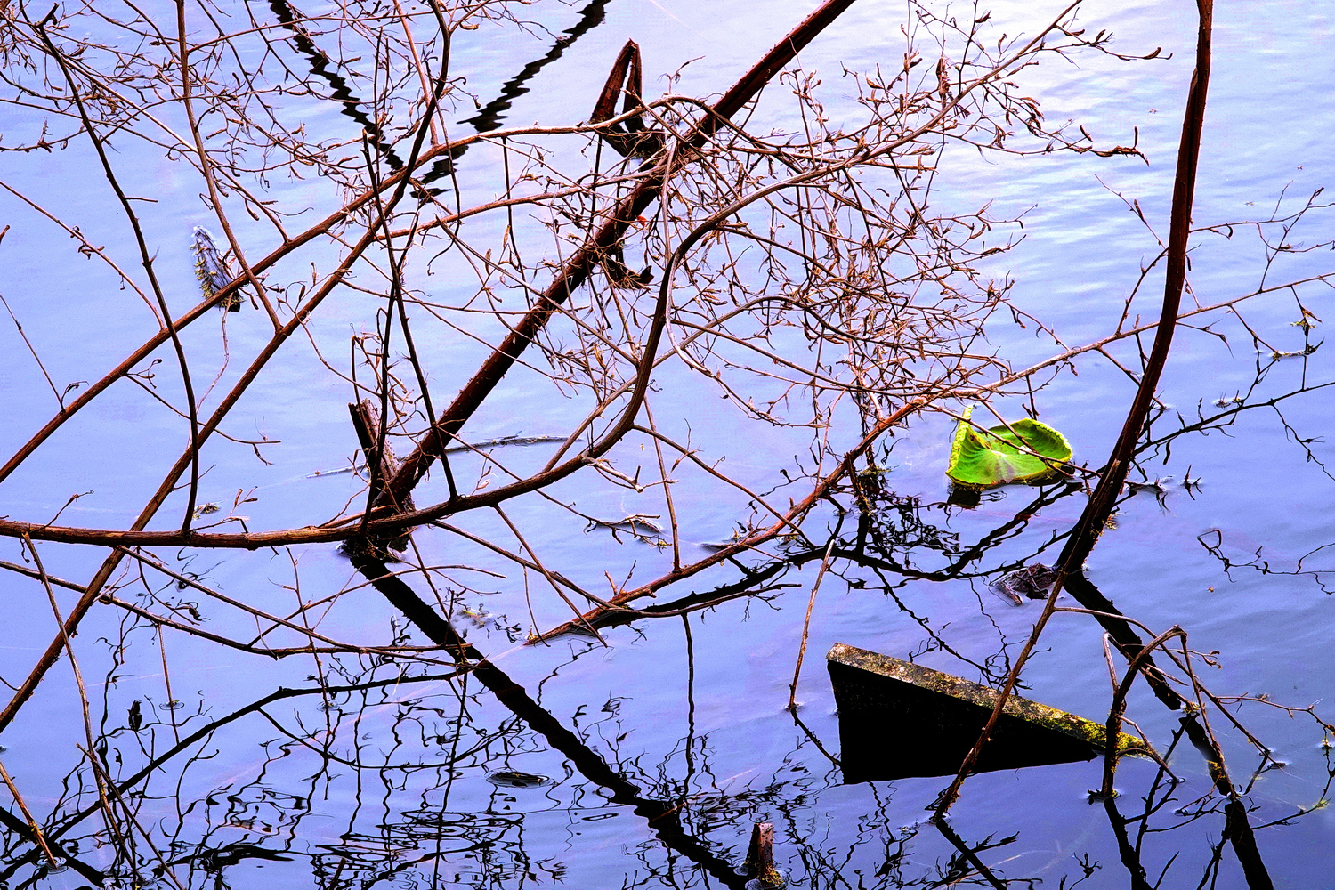 陳永鑑_荷花作品_20250309f.JPG