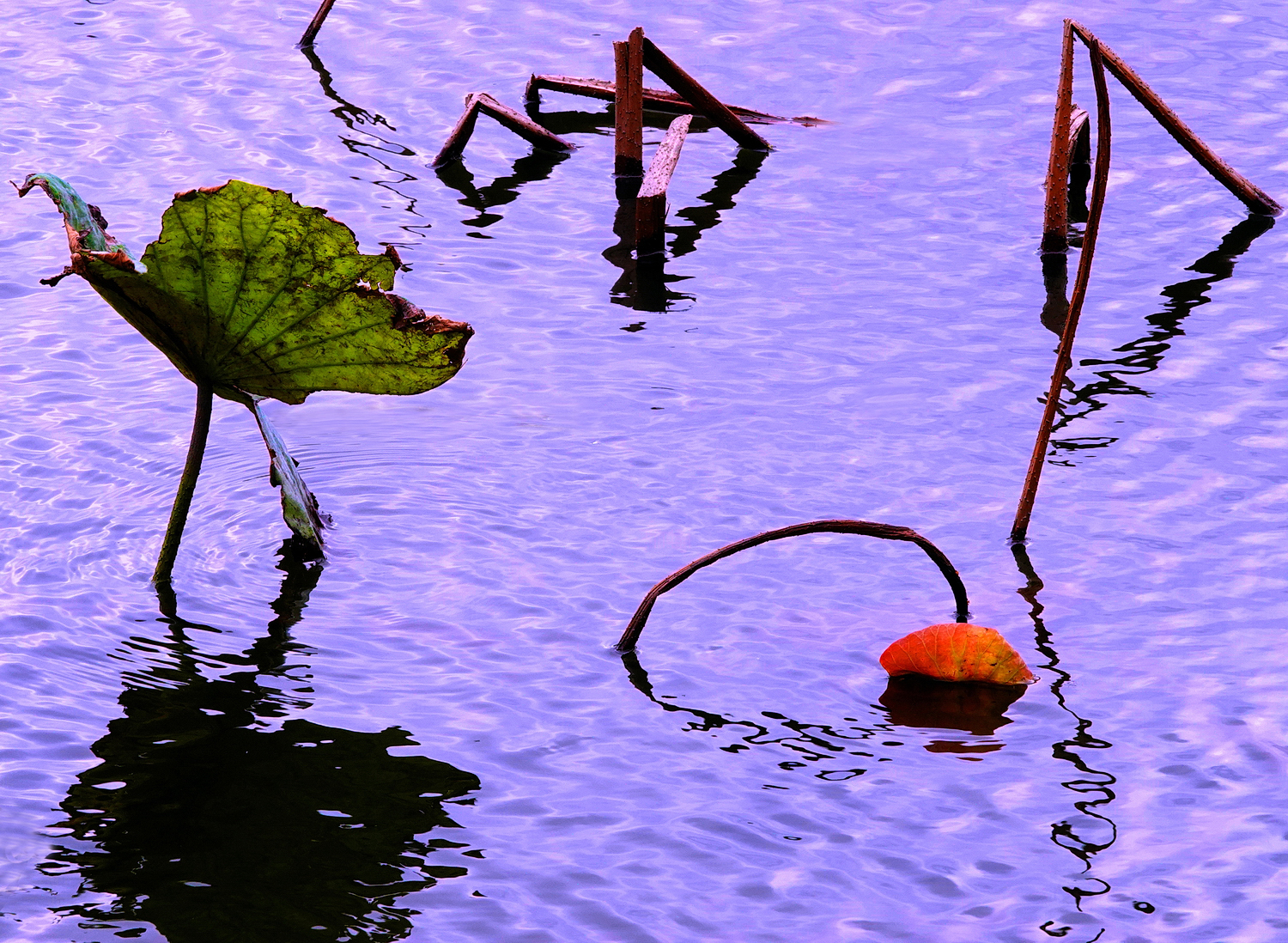 陳永鑑_荷花作品_20250310a.JPG