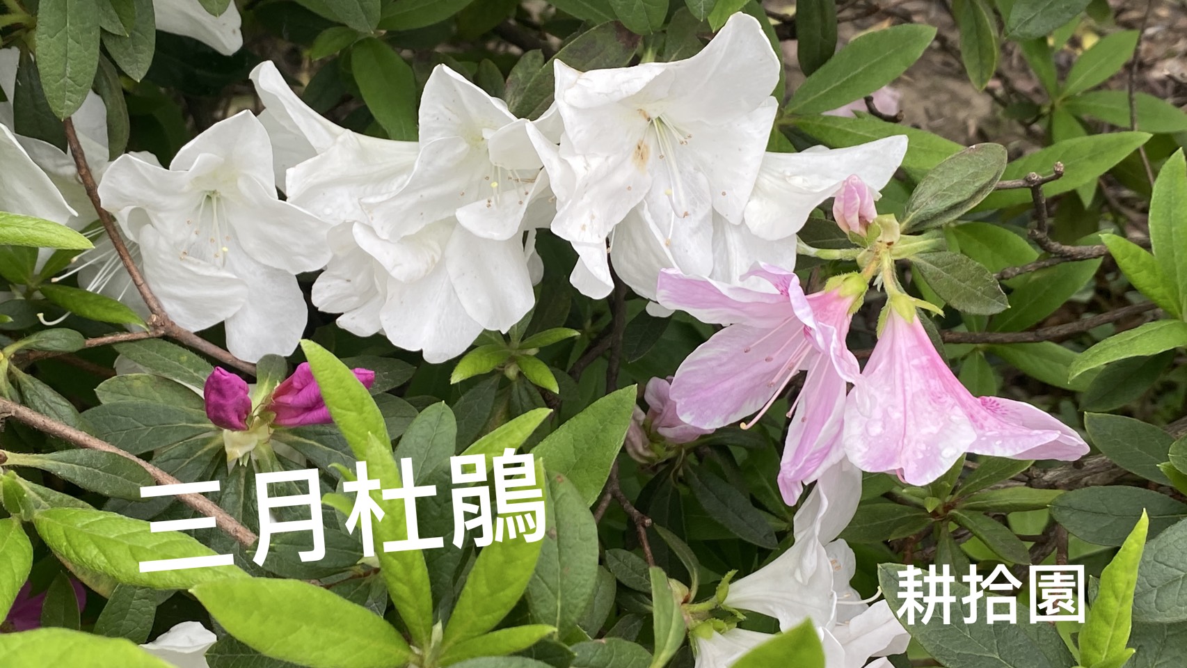 鄭育宏早安作品20250315.jpg