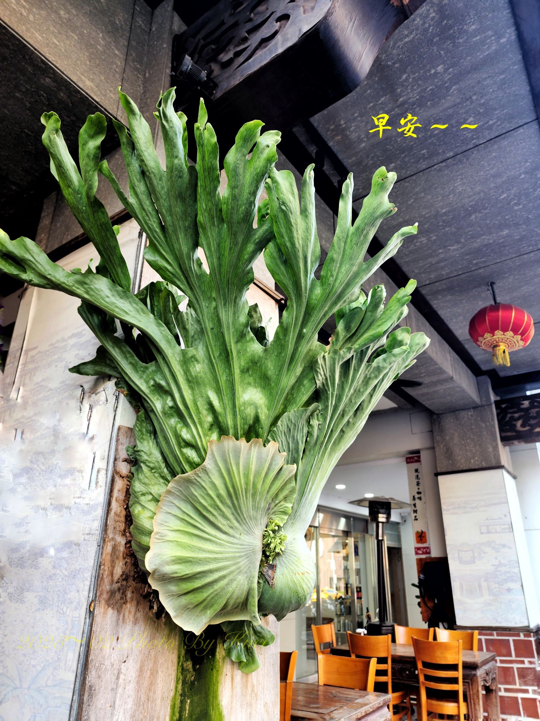 林於貴早安作品20250310.jpg