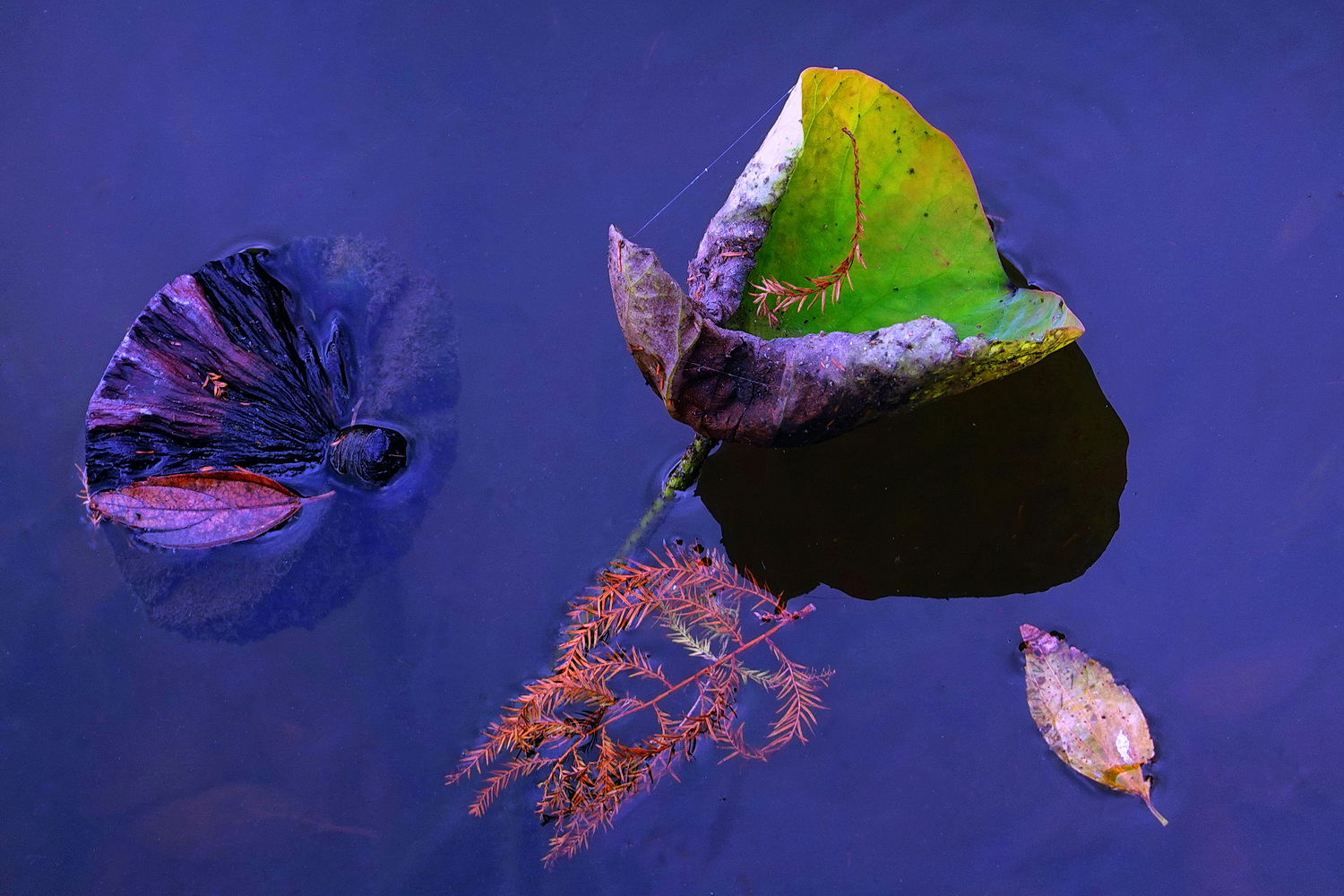 陳永鑑_荷花作品_20250311b.JPG