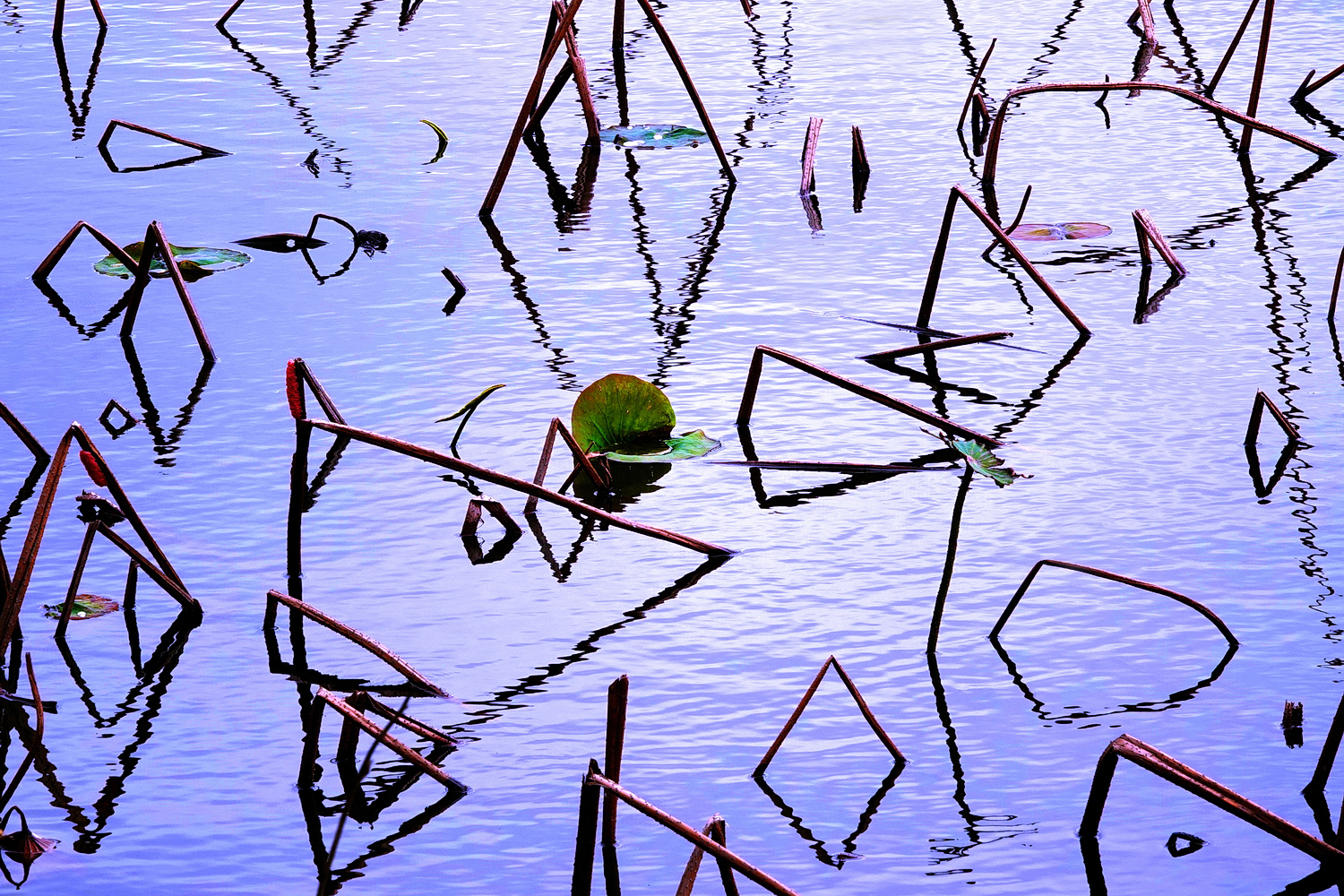 陳永鑑_荷花作品_20250310f.JPG