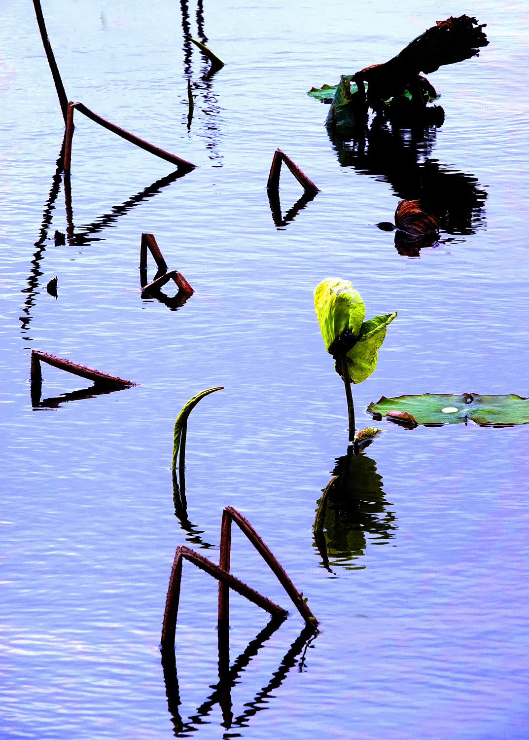 陳永鑑_荷花作品_20250316m.JPG