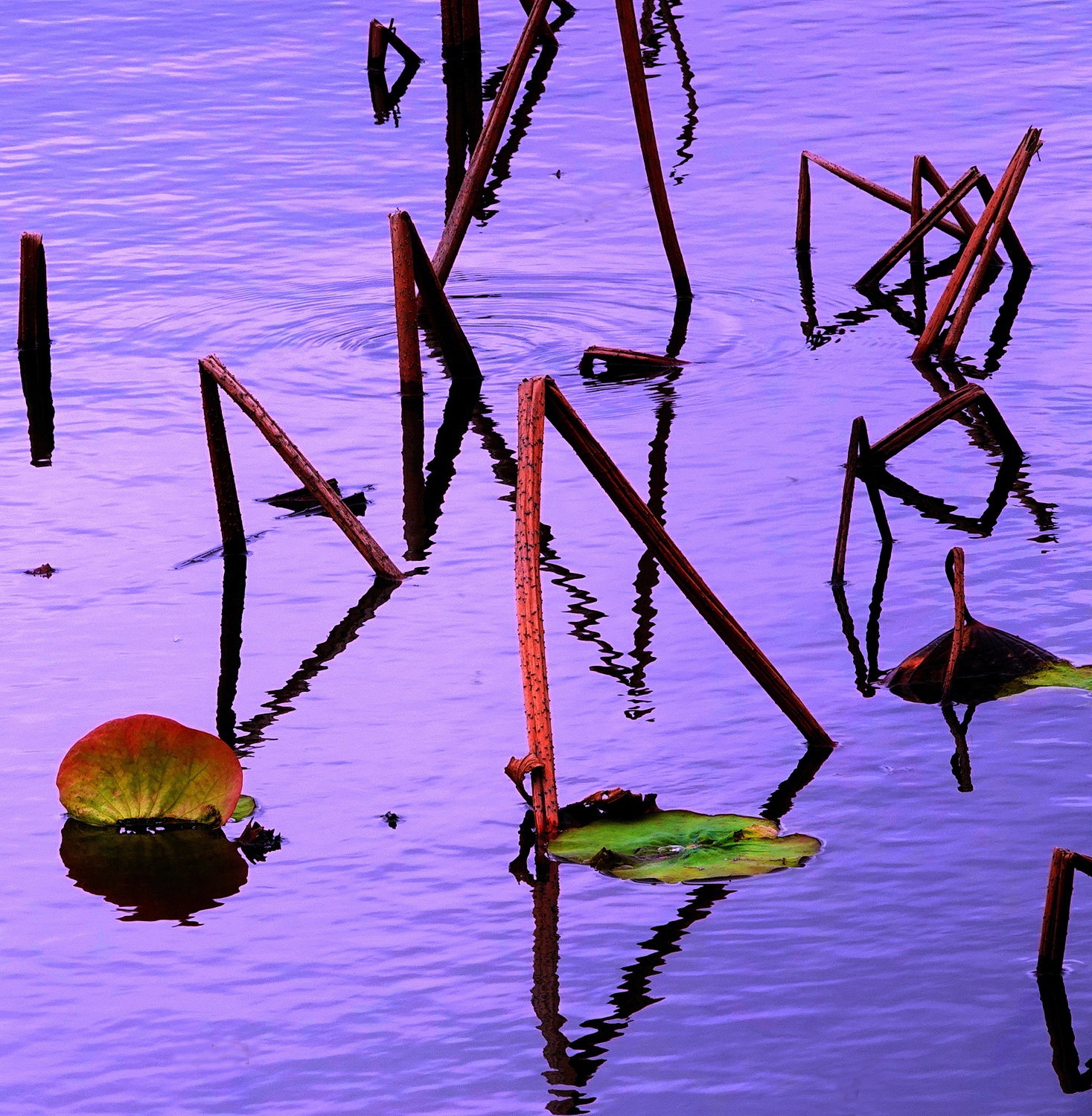 陳永鑑_荷花作品_20250316d.JPG