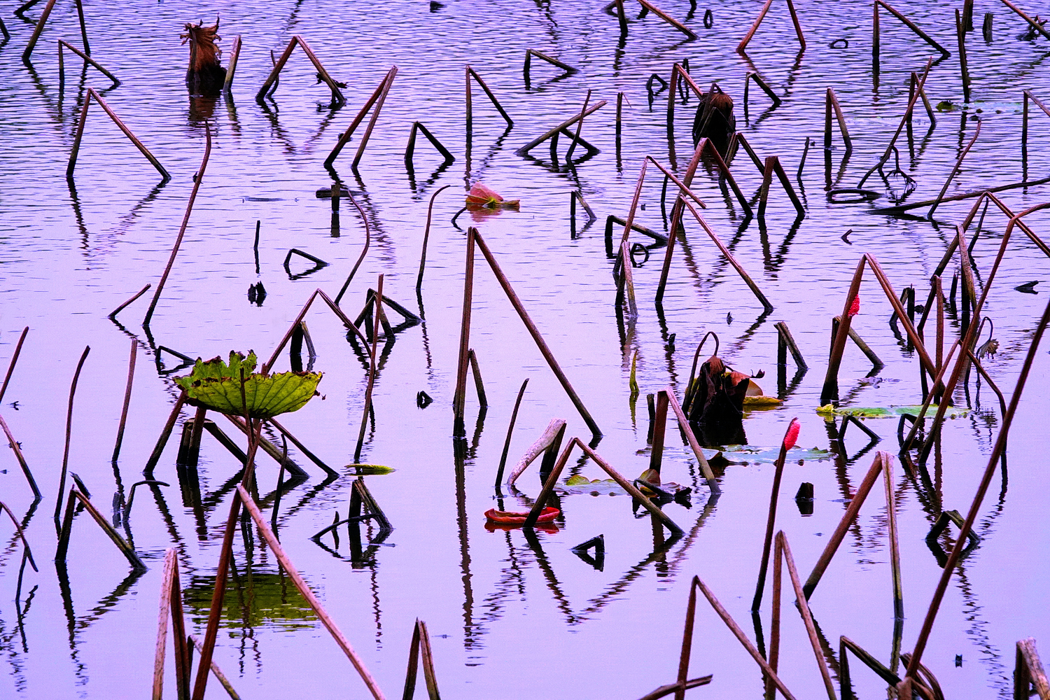 陳永鑑_荷花作品_20250317i.JPG