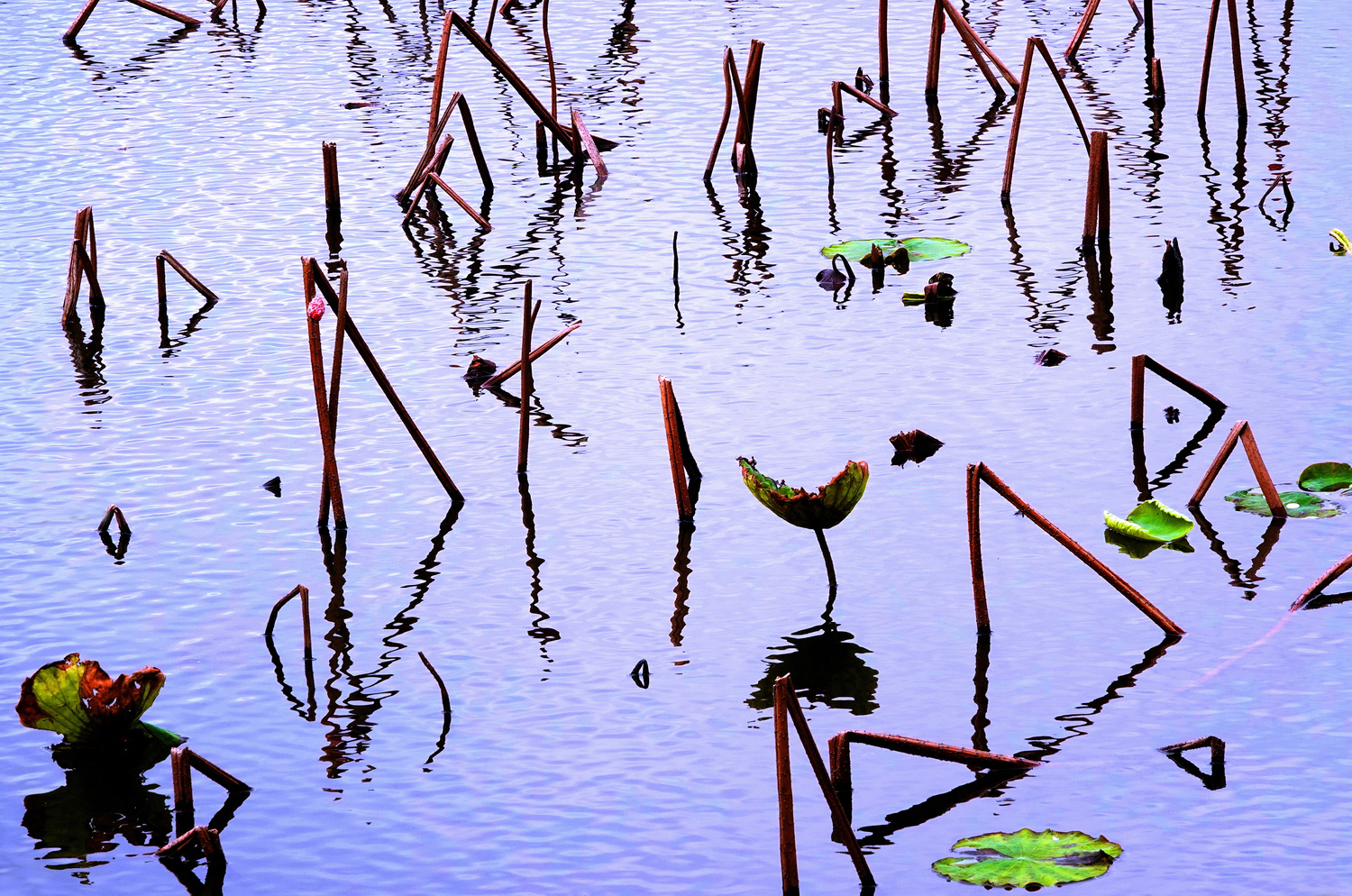 陳永鑑_荷花作品_20250317d.JPG
