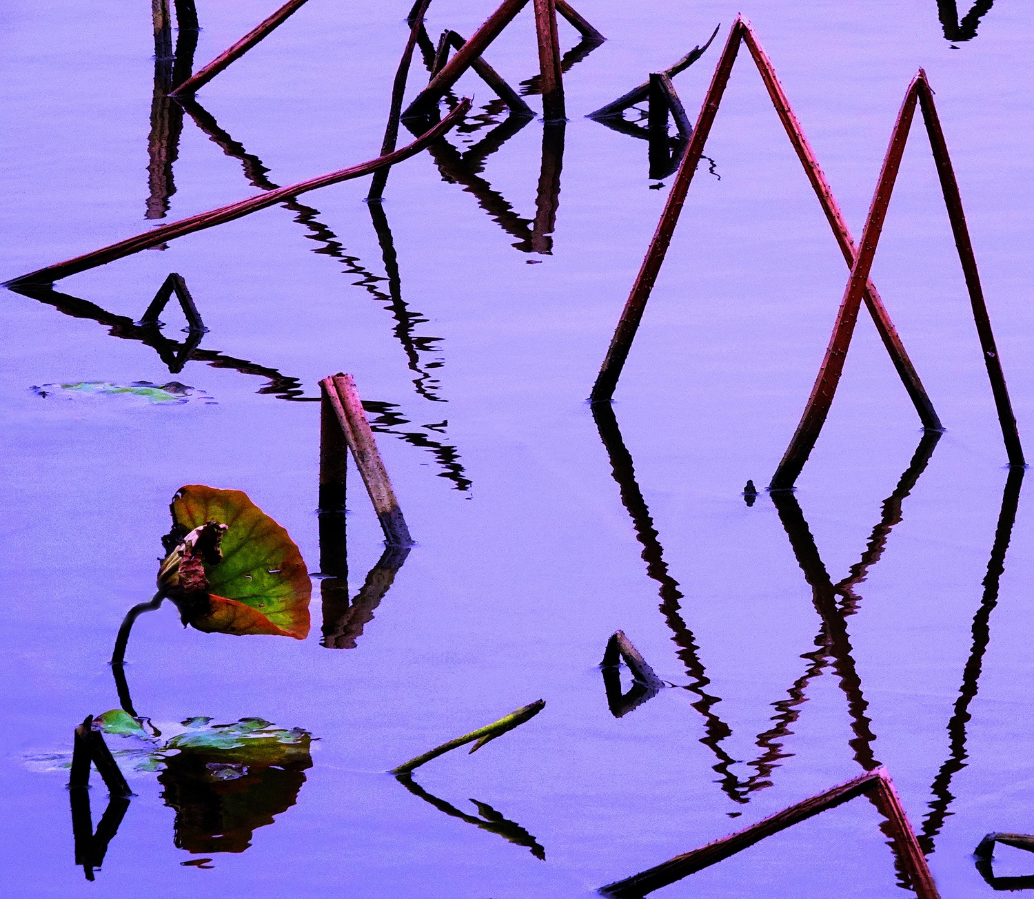 陳永鑑_荷花作品_20250317p.JPG