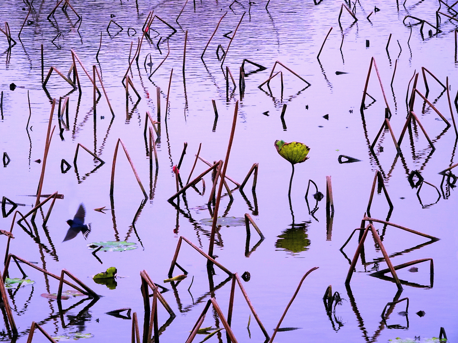 陳永鑑_荷花作品_20250317s.JPG