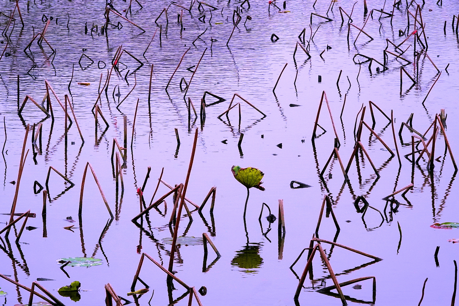 陳永鑑_荷花作品_20250317r.JPG