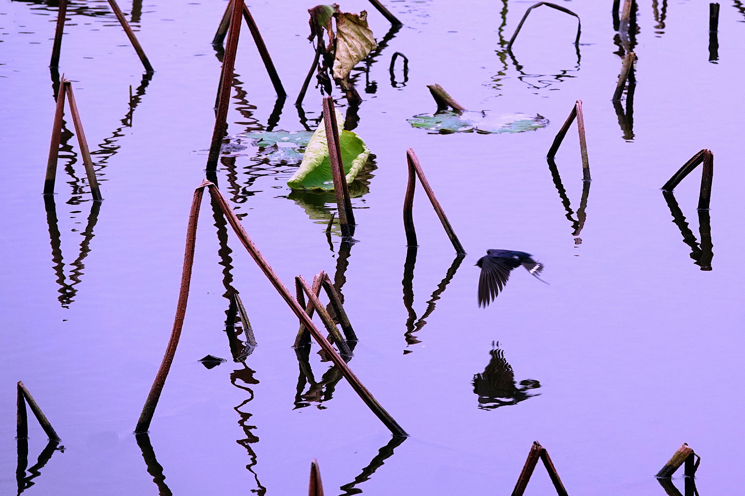 陳永鑑_荷花作品_20250318a.JPG