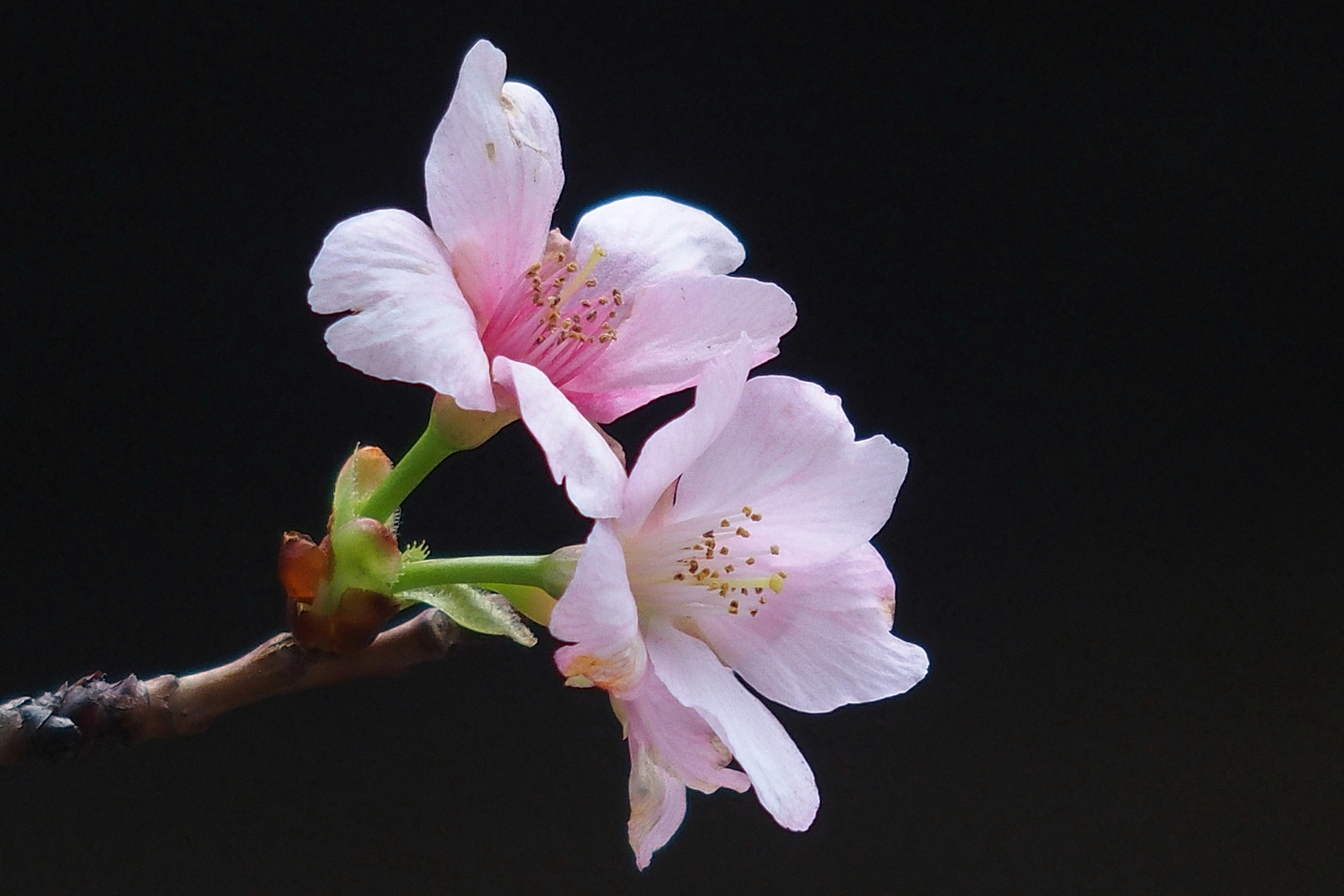 陳永鑑櫻桃花作品20250311j.JPG