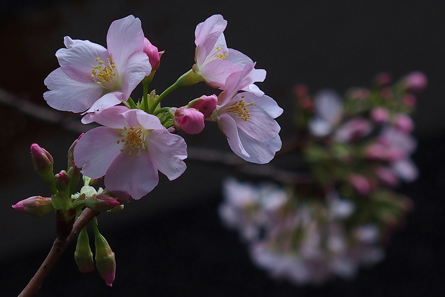 陳永鑑櫻桃花作品20250315g.JPG