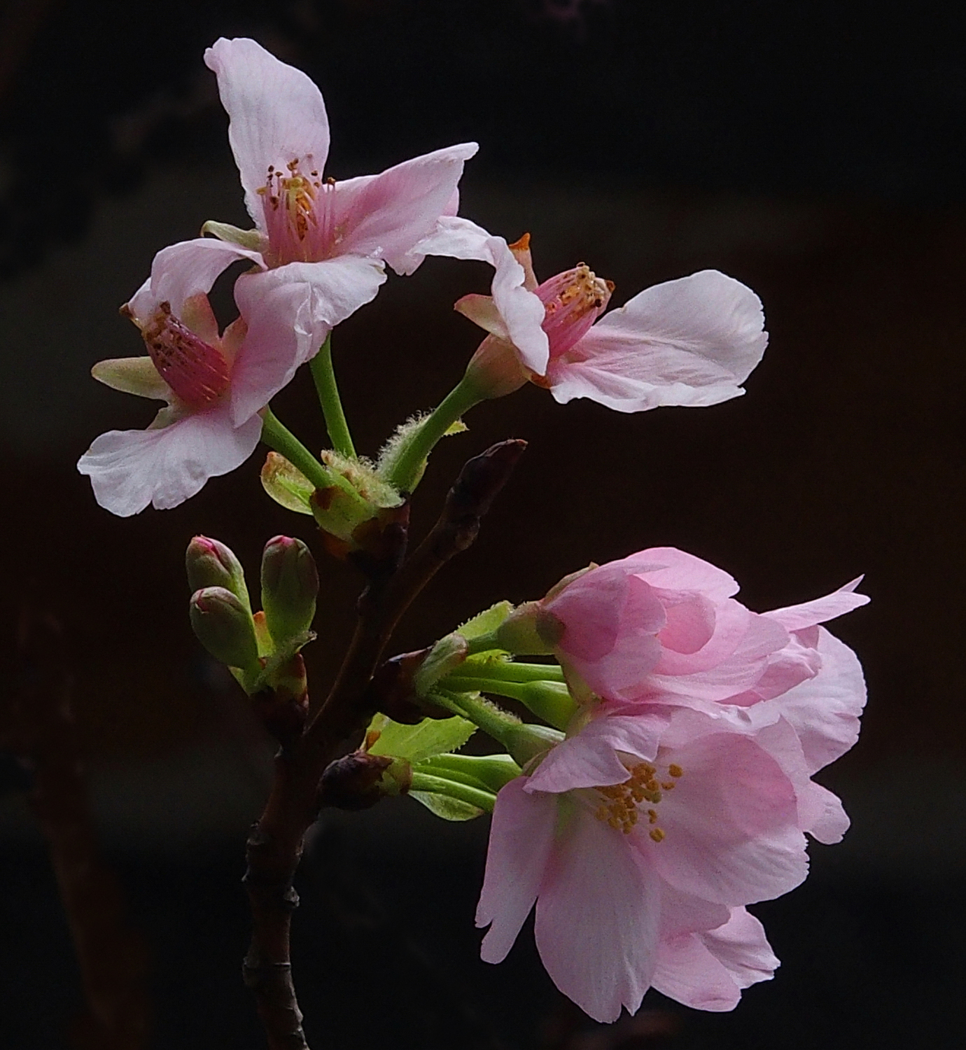 陳永鑑櫻桃花作品20250315n.JPG