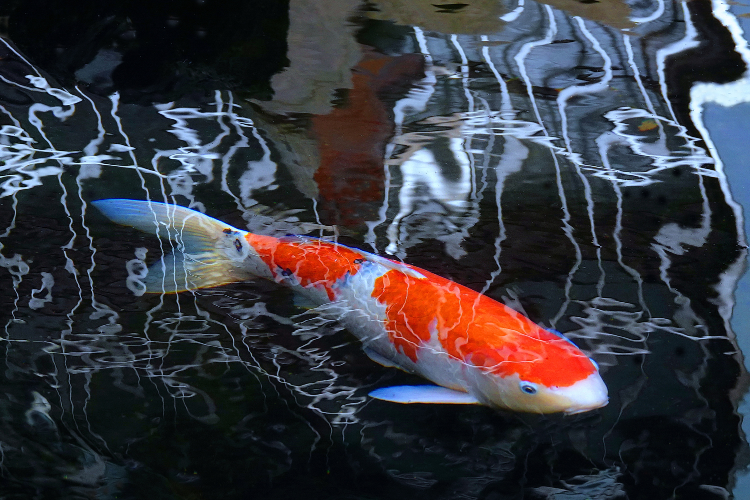 陳永鑑_錦鯉遊緃_20250307b.JPG