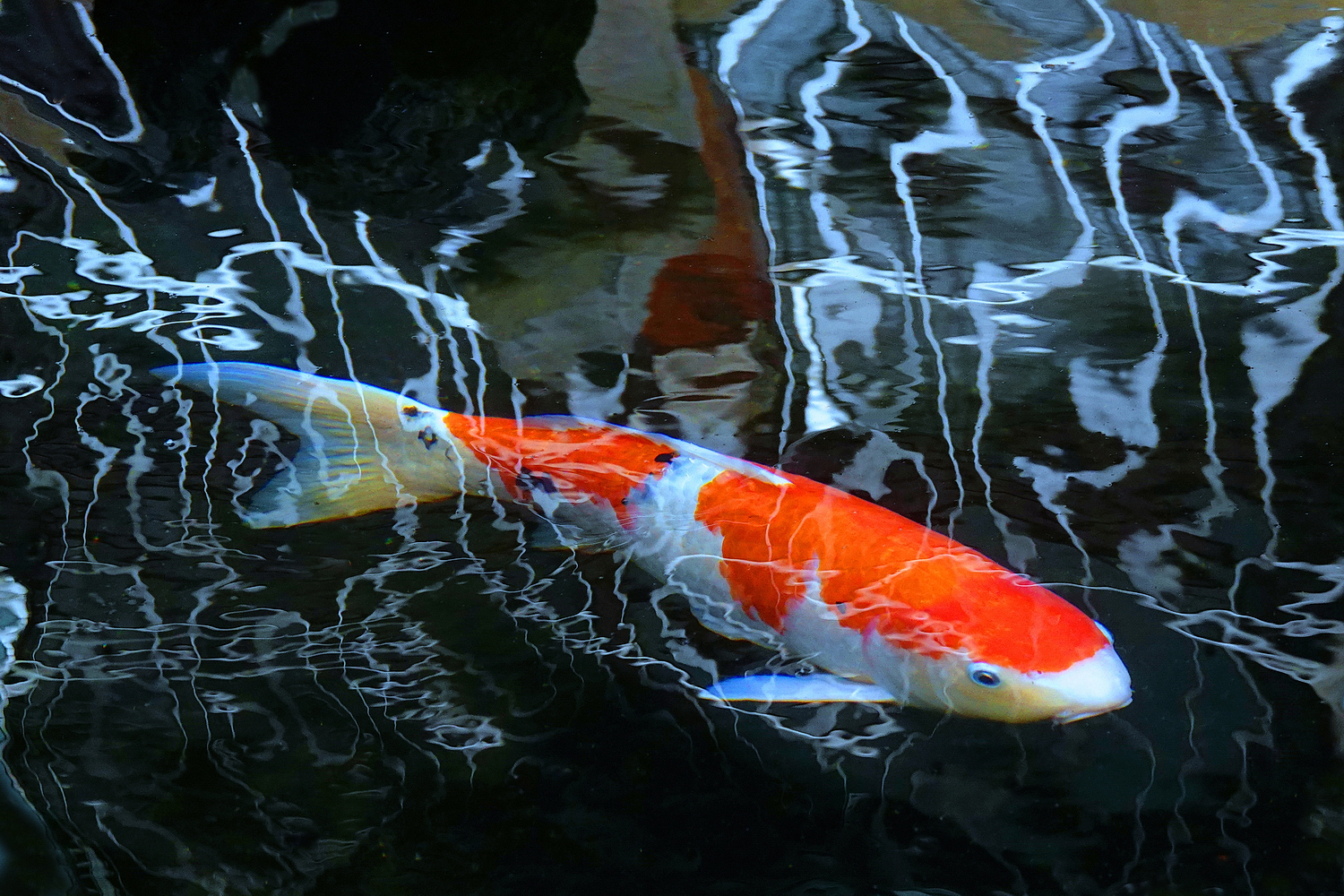 陳永鑑_錦鯉遊緃_20250307a.JPG