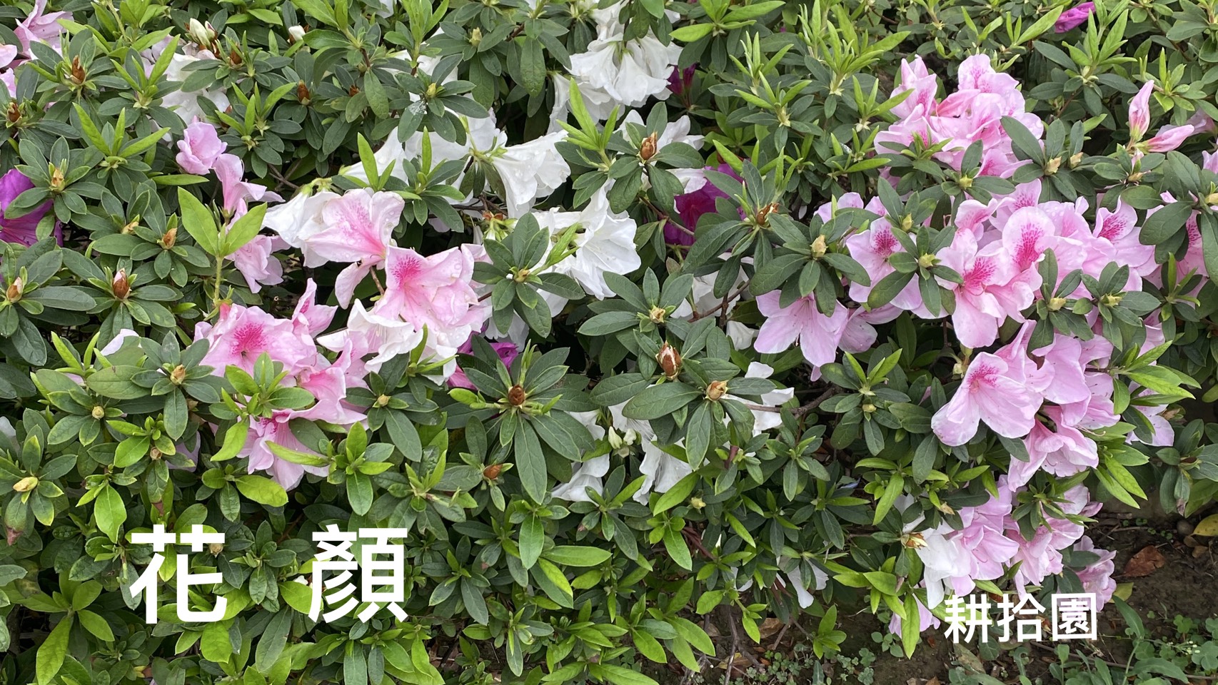 鄭育宏早安作品20250316.jpg