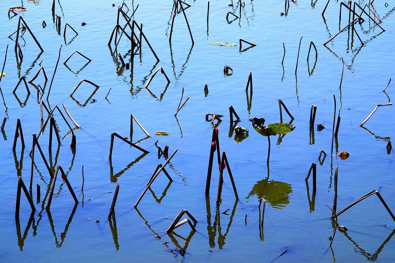 陳永鑑_荷花作品_20250321a.JPG