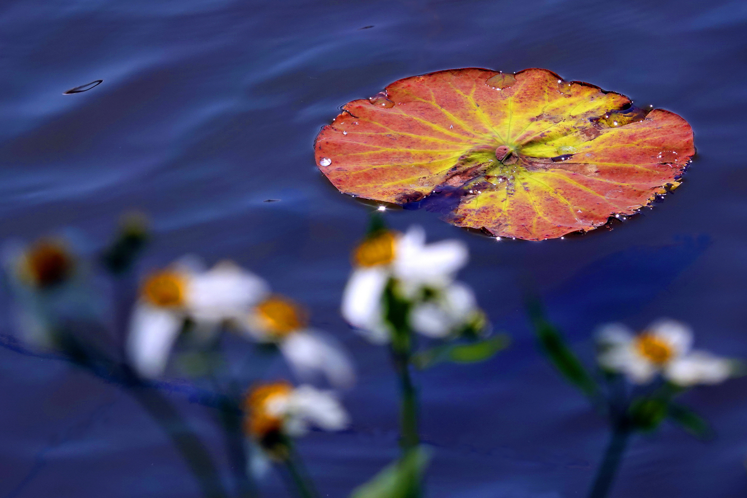 陳永鑑_荷花作品_20250320l.JPG