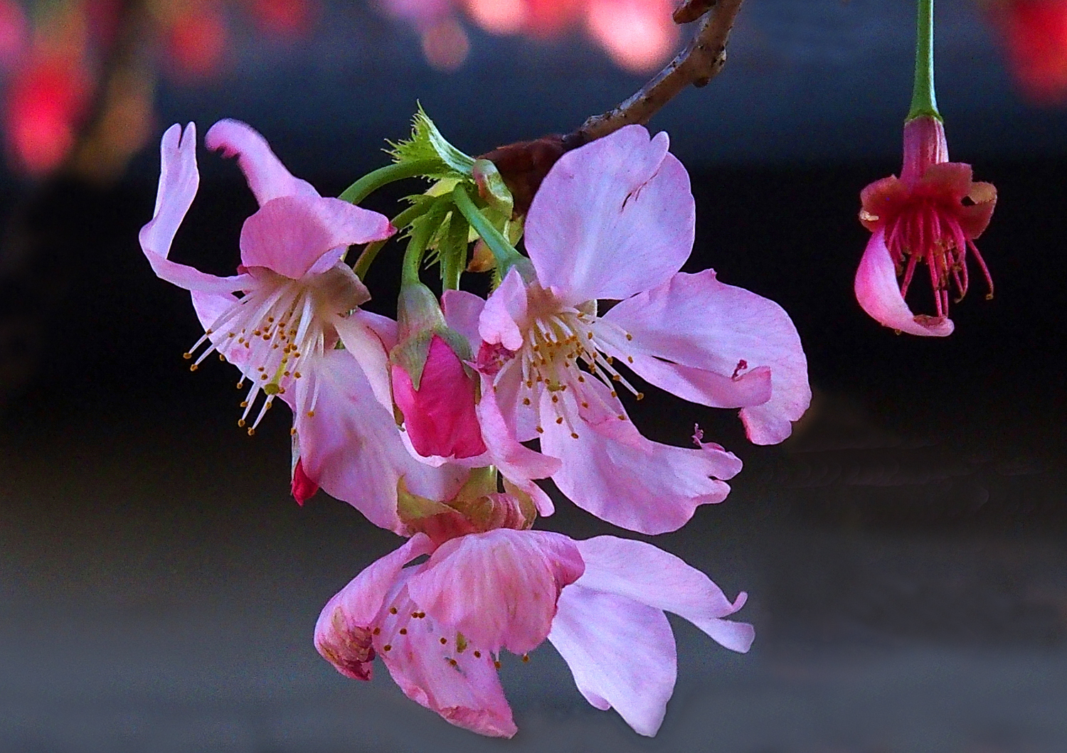 陳永鑑櫻桃花作品20250320q.JPG