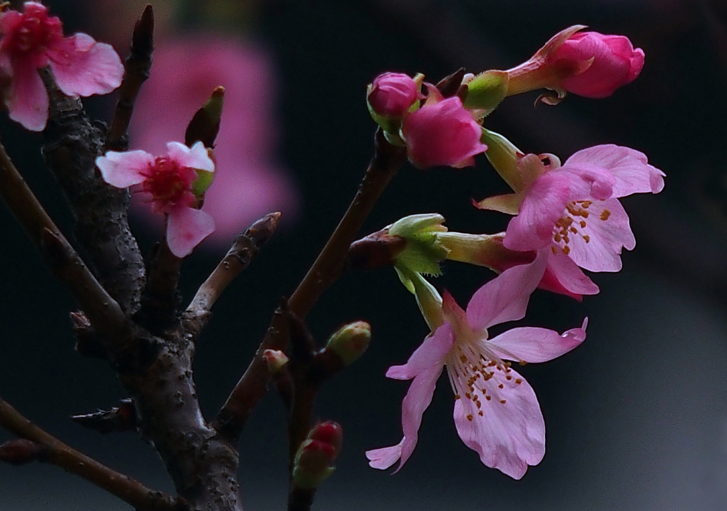 陳永鑑櫻桃花作品20250323f.JPG