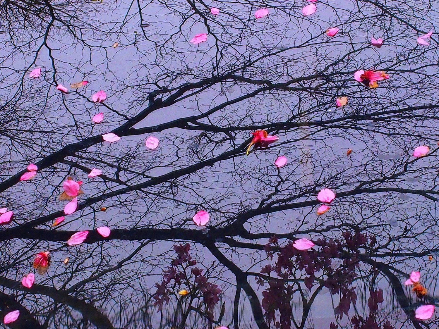 陳永鑑櫻桃花作品20250324d.JPG