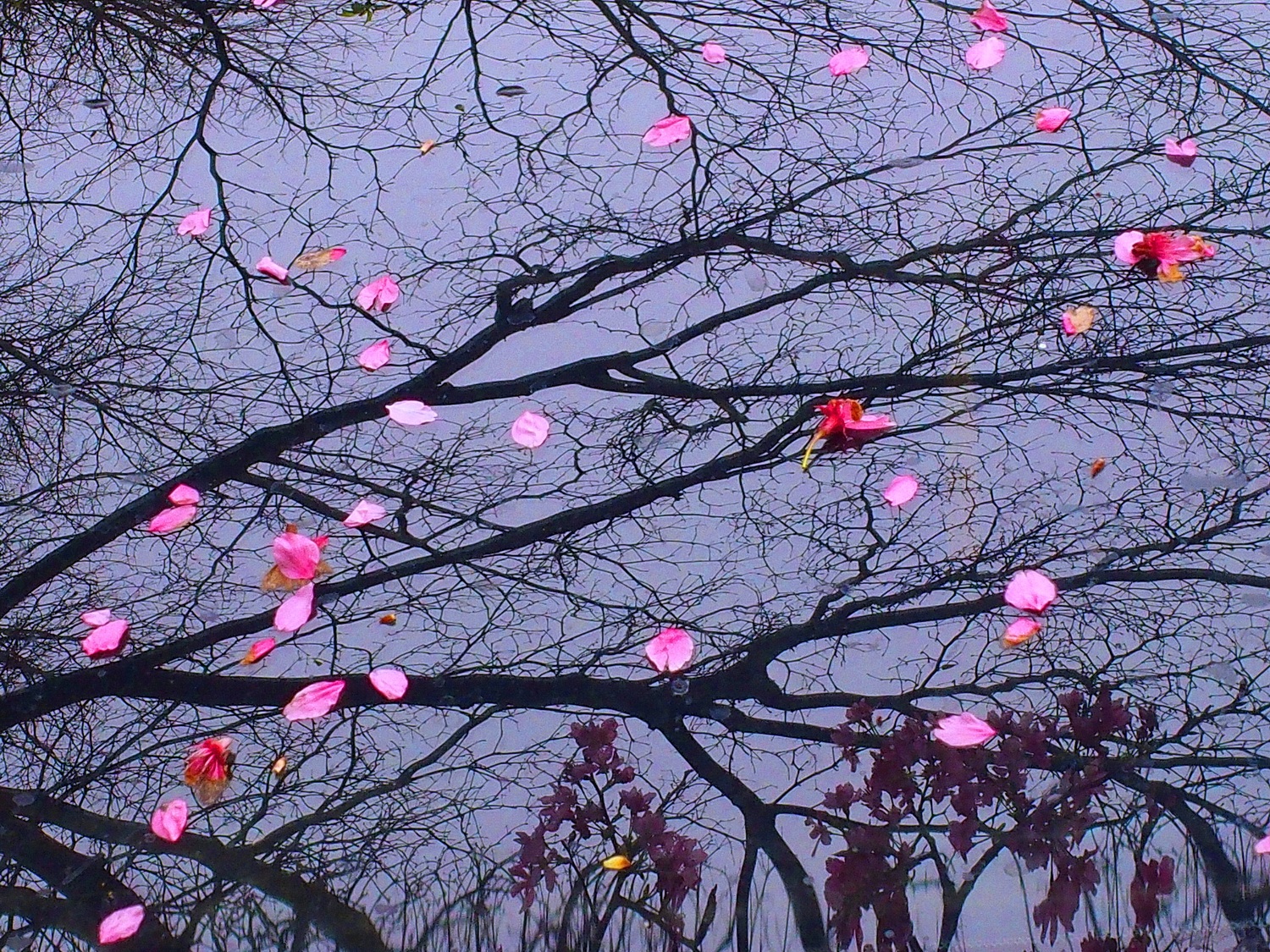 陳永鑑櫻桃花作品20250324c.JPG