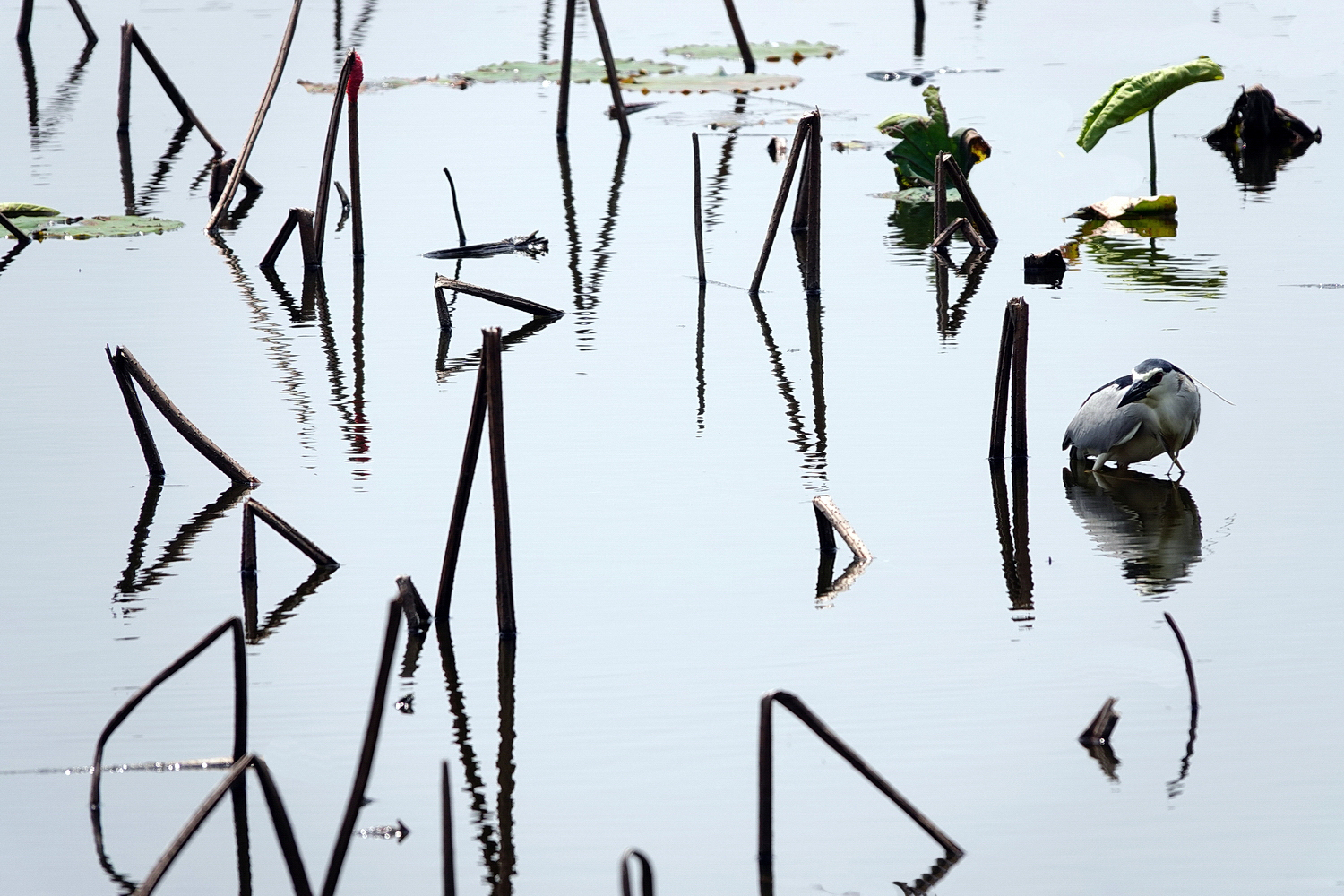 陳永鑑_荷花作品_20250326c.JPG