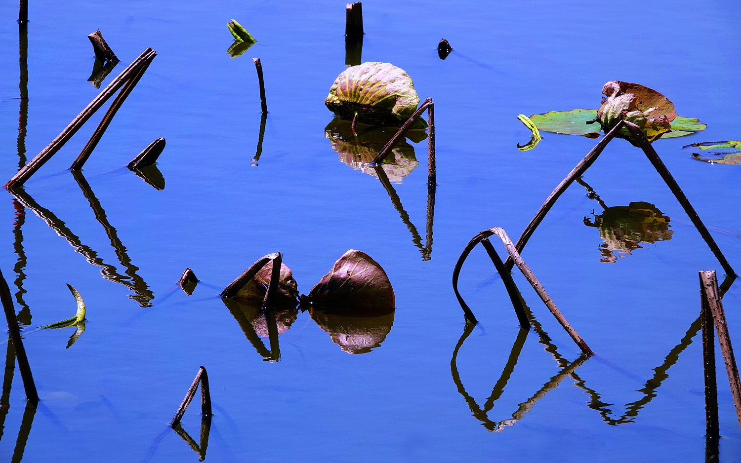 陳永鑑_荷花作品_20250327c.JPG