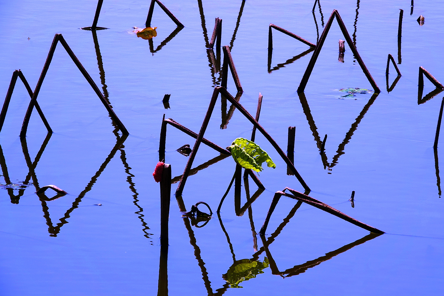 陳永鑑_荷花作品_20250327a.JPG