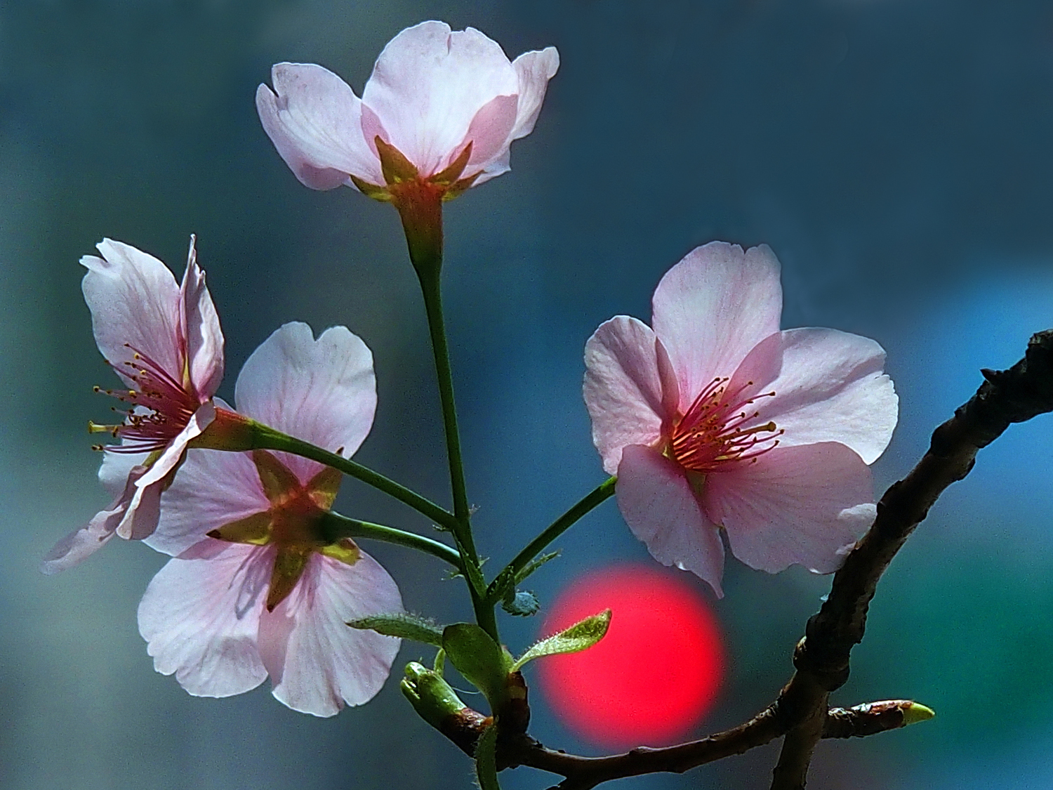 陳永鑑櫻桃花作品20250325a.JPG