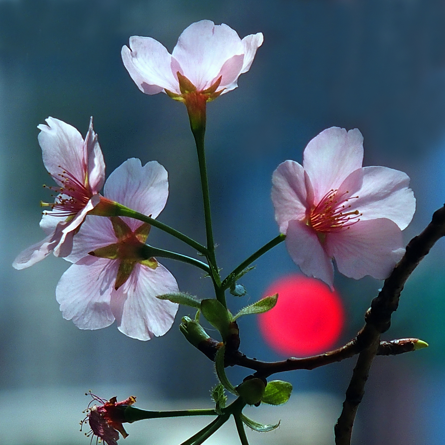陳永鑑櫻桃花作品20250324z5.JPG