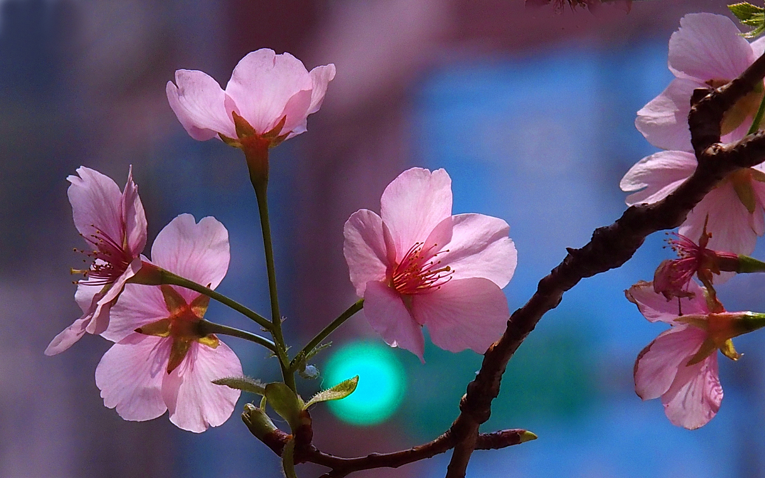 陳永鑑櫻桃花作品20250324z2.JPG
