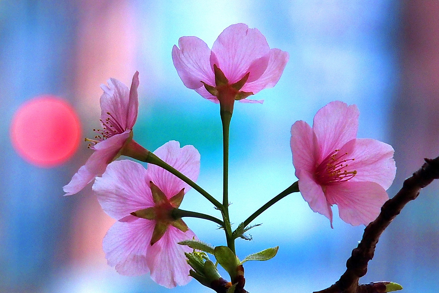 陳永鑑櫻桃花作品20250325j.JPG
