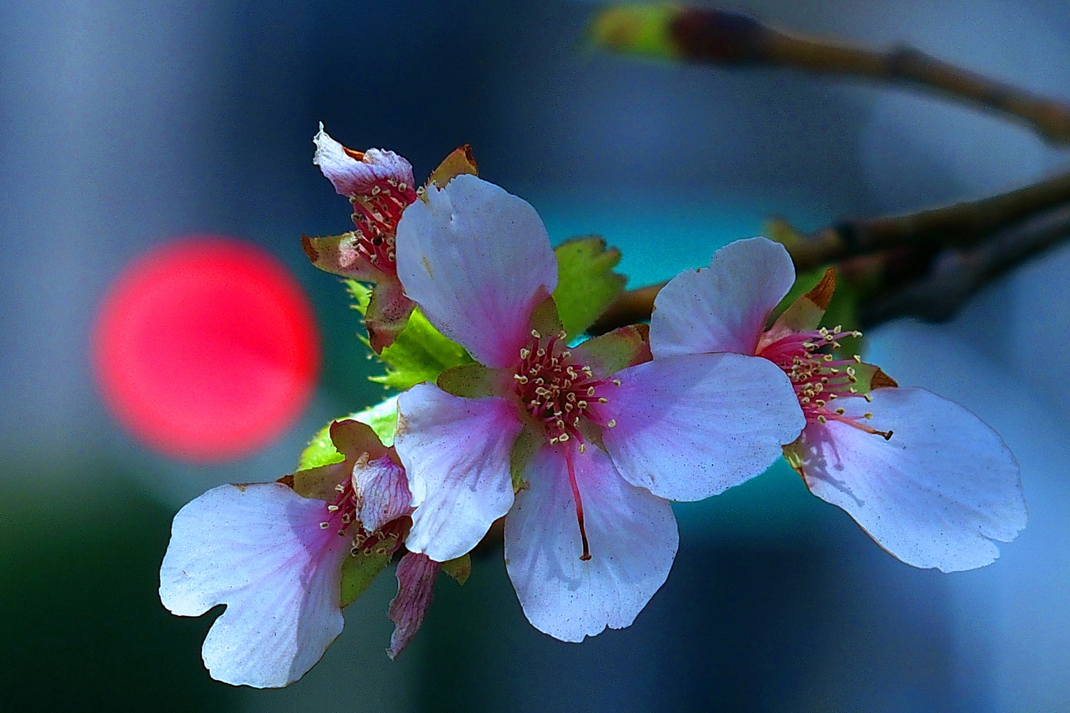 陳永鑑櫻桃花作品20250325f.JPG