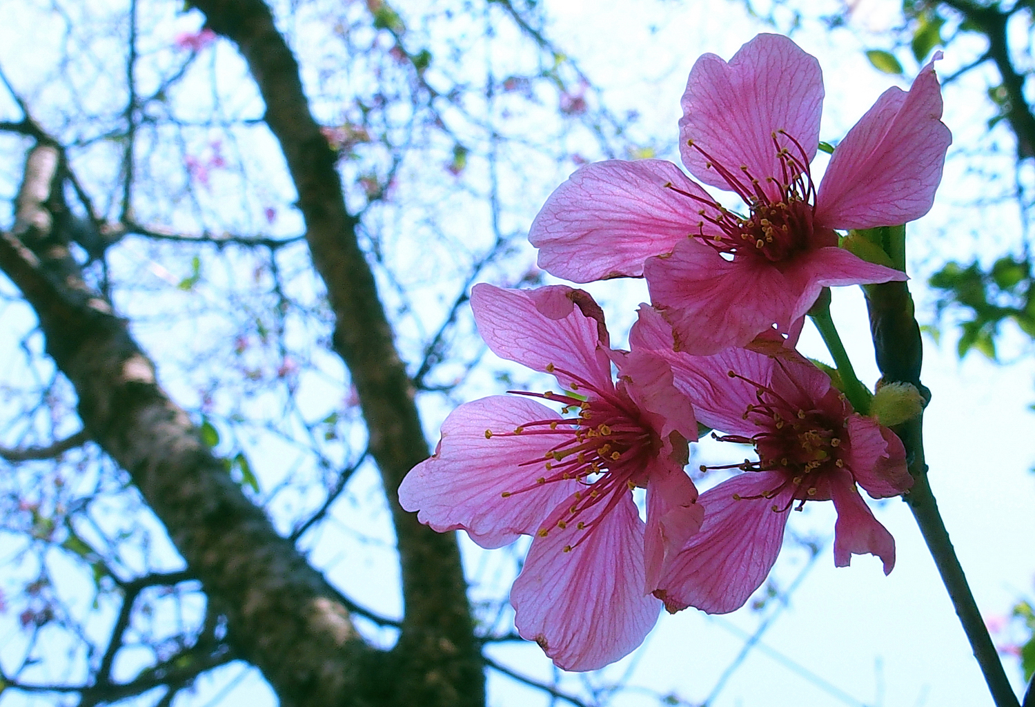 陳永鑑櫻桃花作品20250326a.JPG