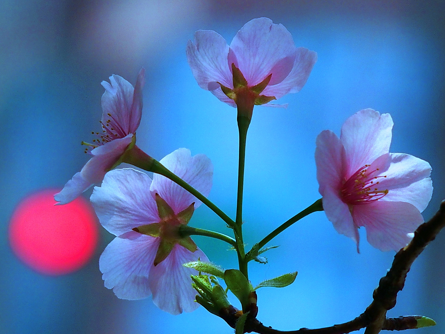 陳永鑑櫻桃花作品20250325r.JPG