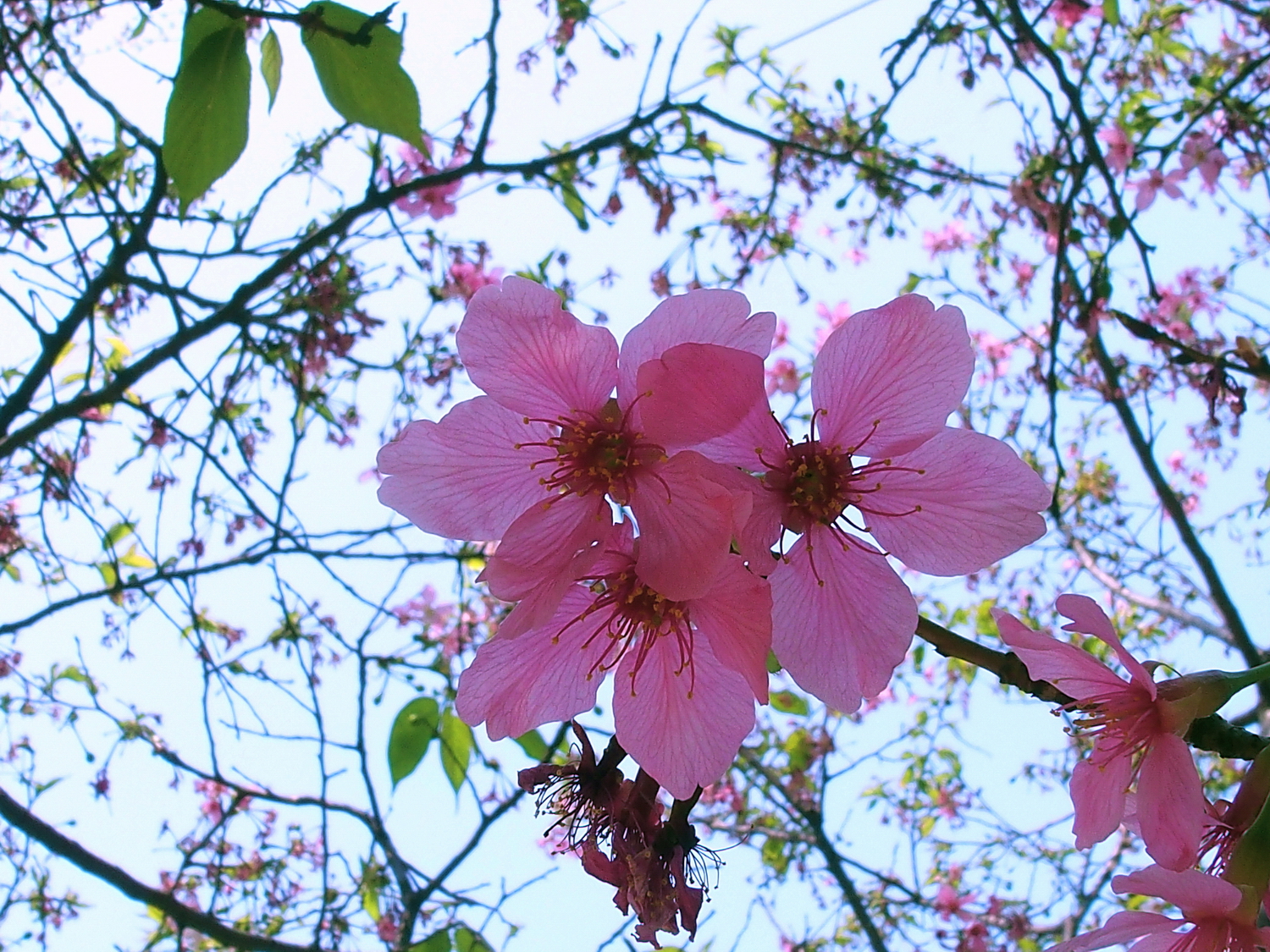 陳永鑑櫻桃花作品20250326i.JPG