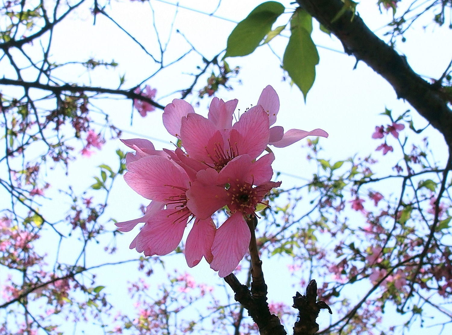 陳永鑑櫻桃花作品20250326k.JPG