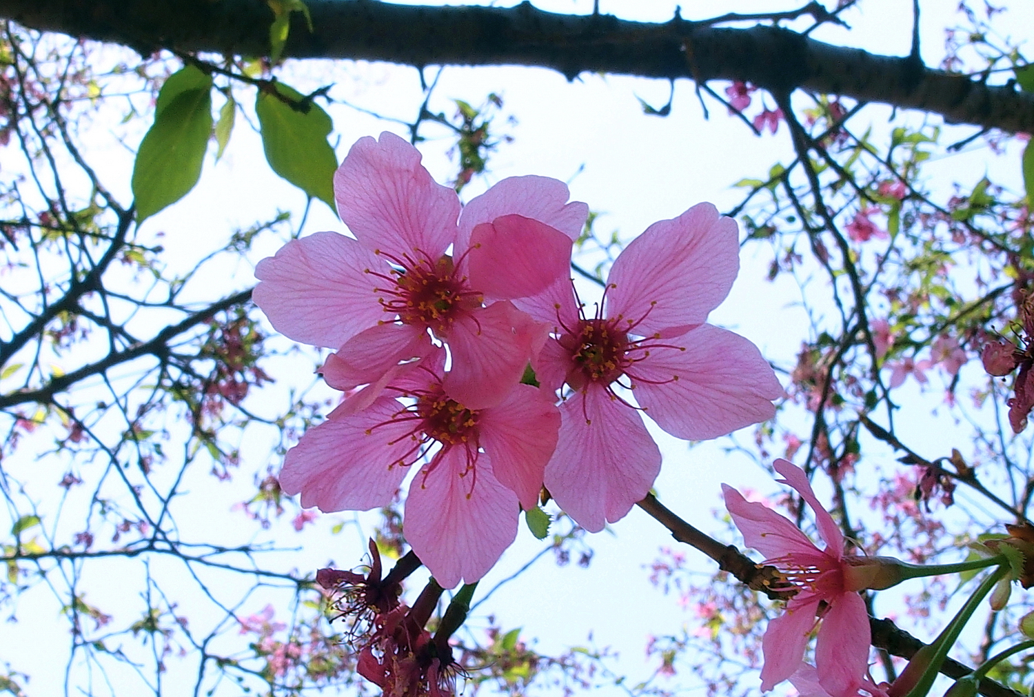 陳永鑑櫻桃花作品20250326j.JPG