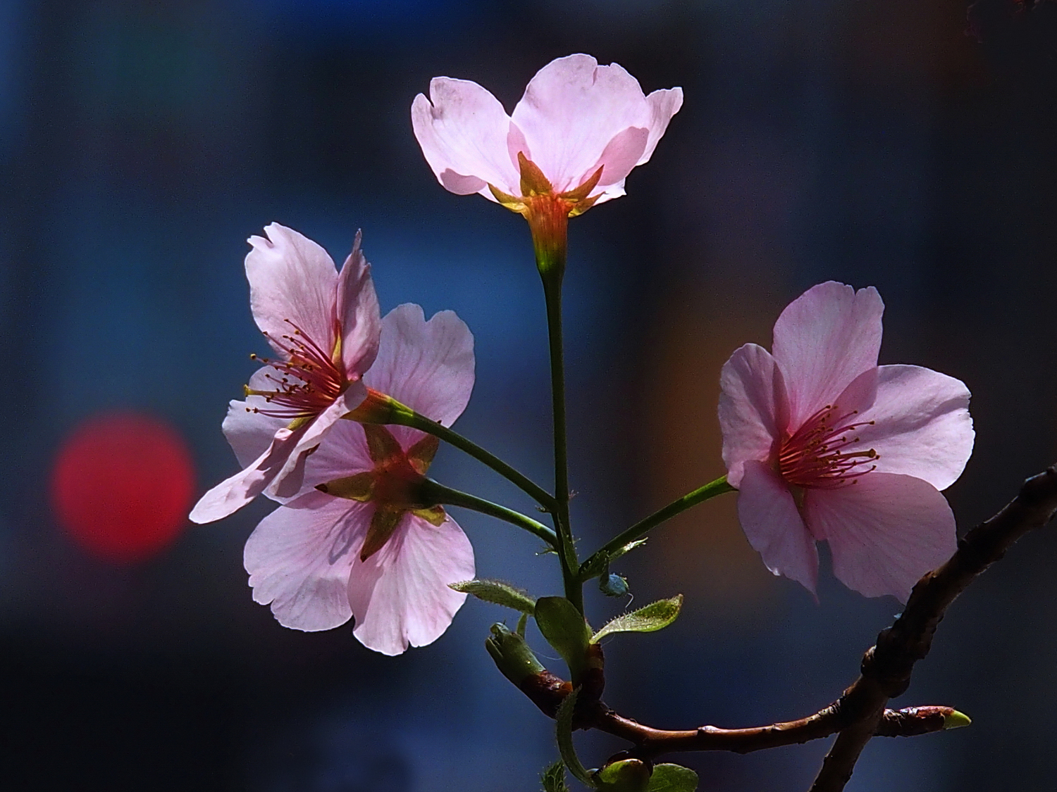 陳永鑑櫻桃花作品20250328f.JPG