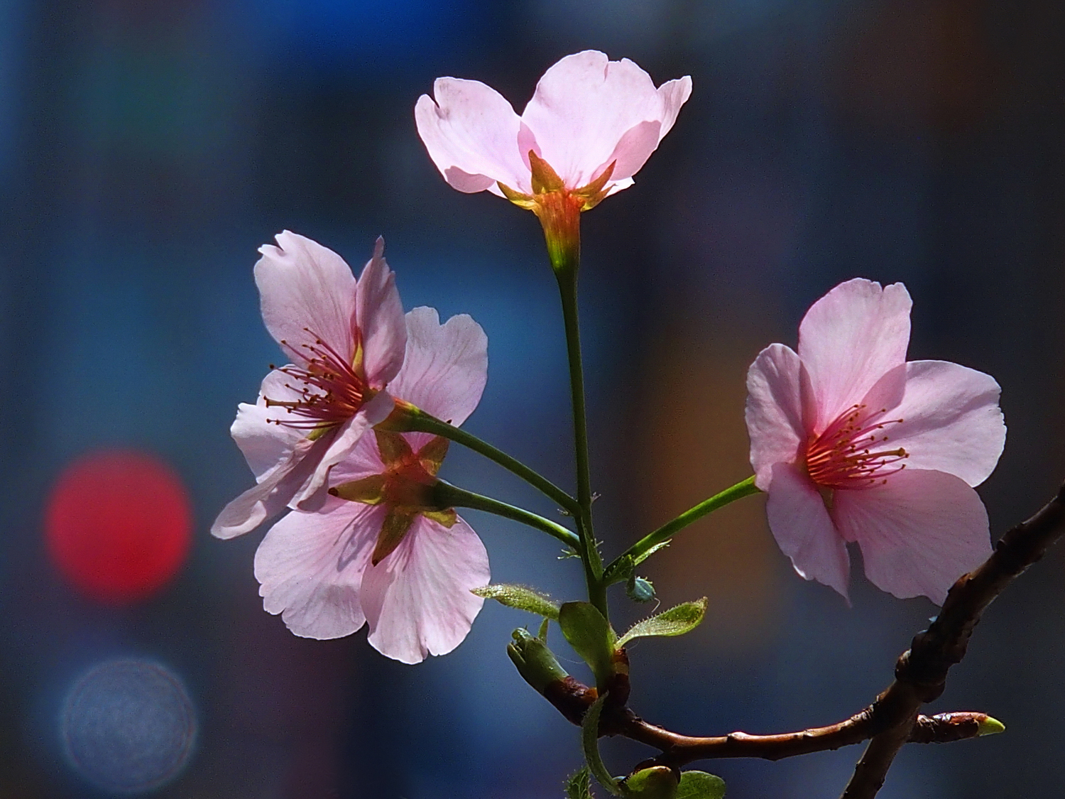 陳永鑑櫻桃花作品20250328e.JPG