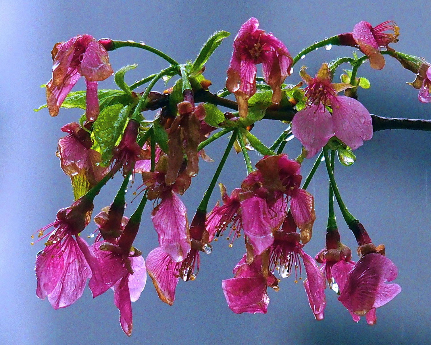 陳永鑑櫻桃花作品20250331l.JPG