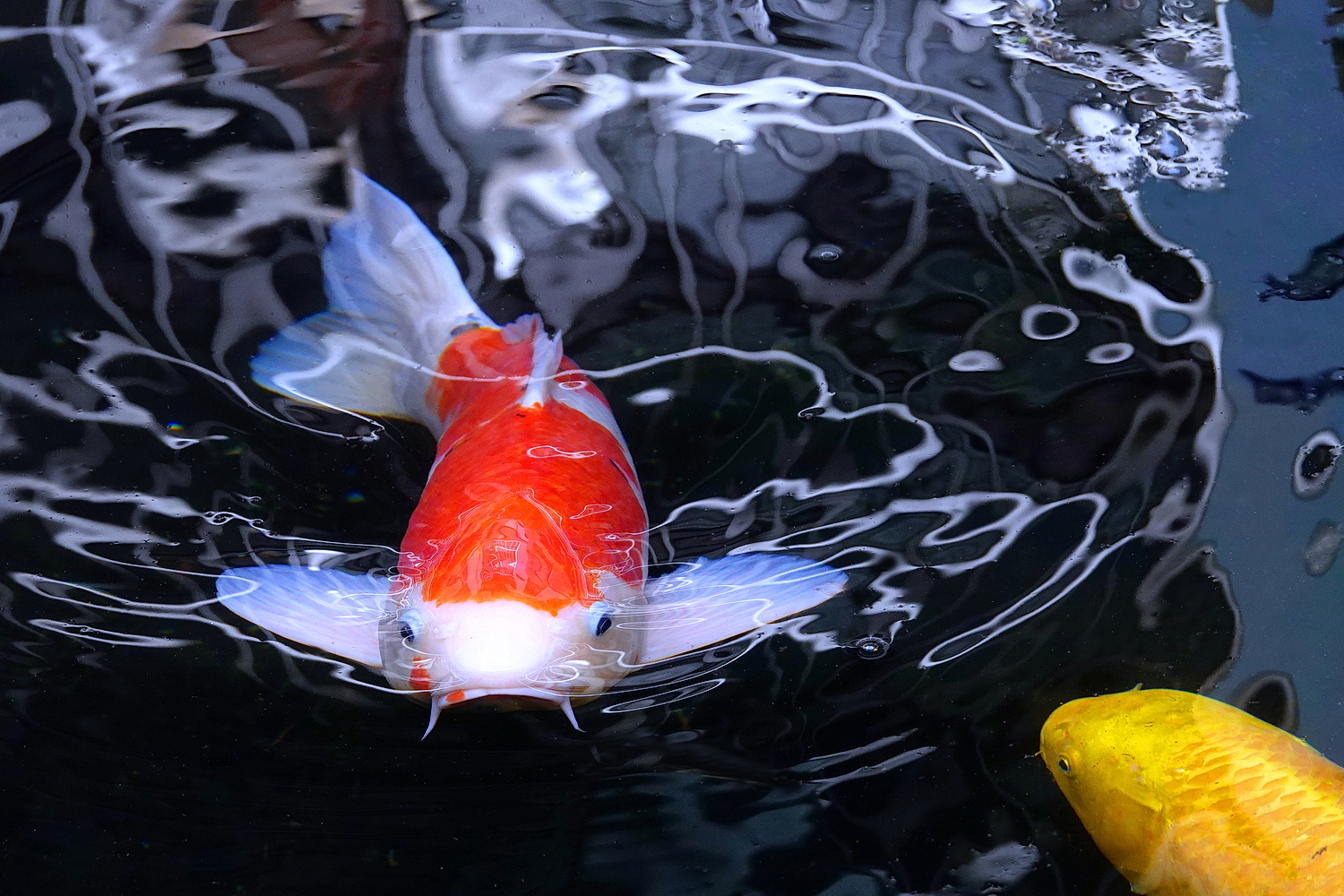 陳永鑑_錦鯉遊緃_202503030f.JPG