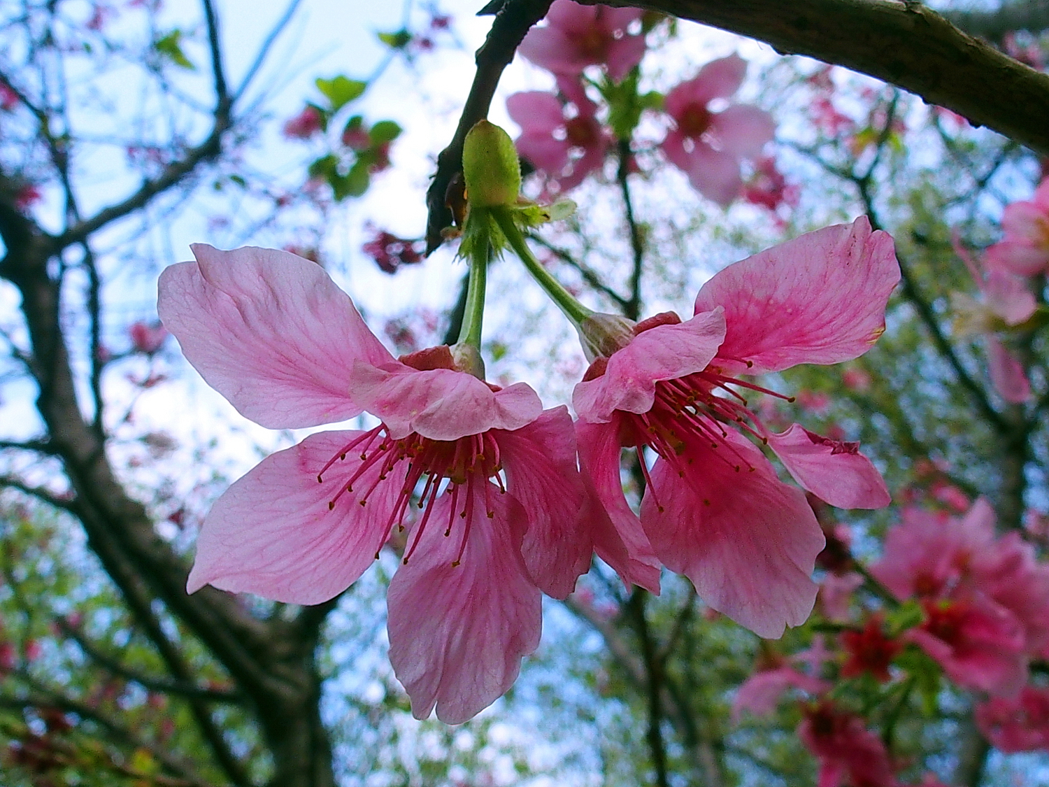 陳永鑑櫻桃花作品20250404f.JPG