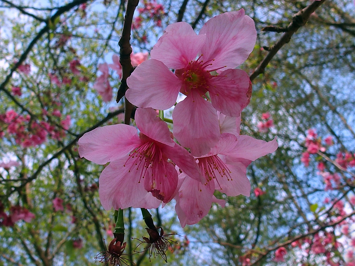 陳永鑑櫻桃花作品20250405f.JPG