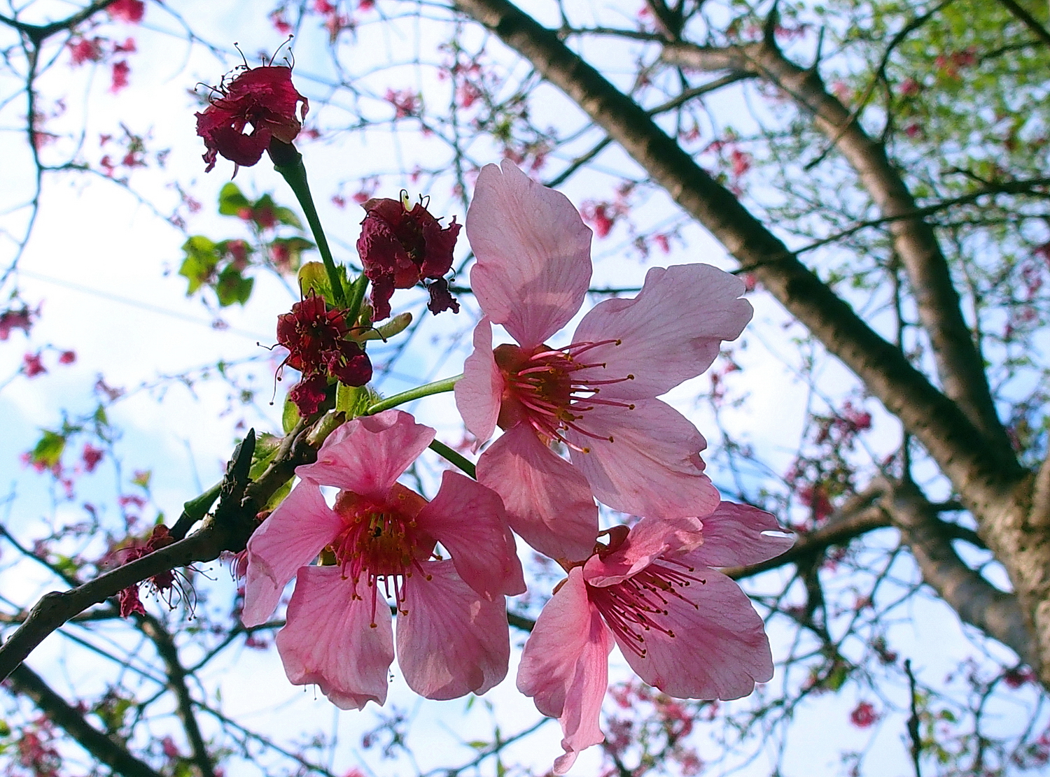陳永鑑櫻桃花作品20250404l.JPG