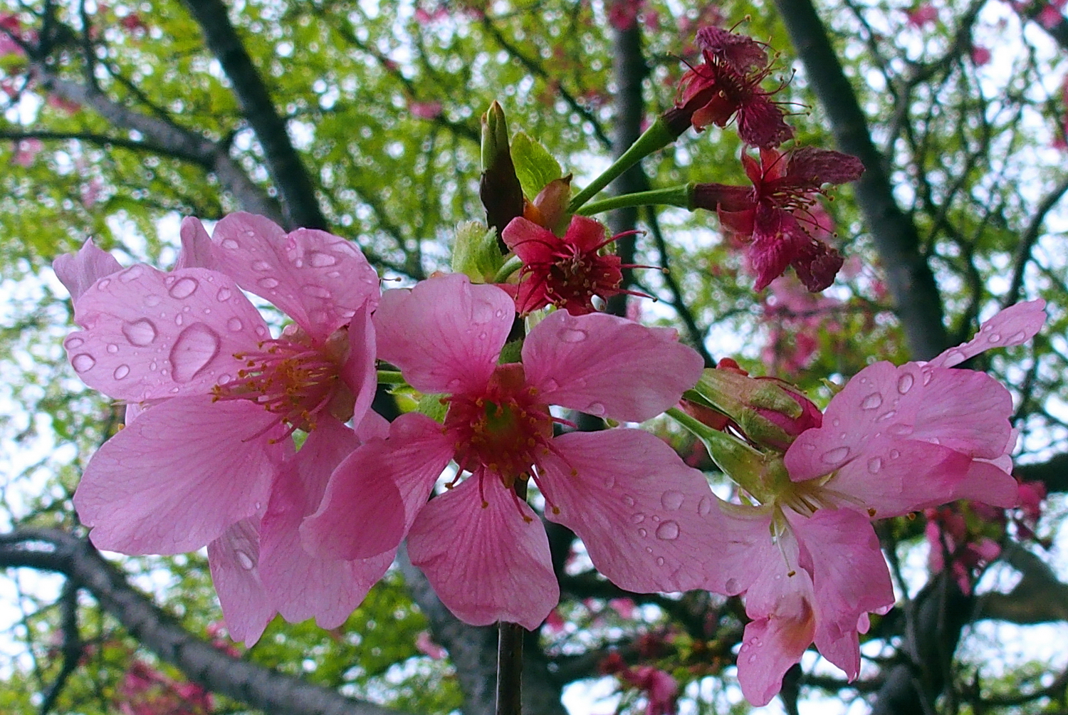 陳永鑑櫻桃花作品20250405l.JPG