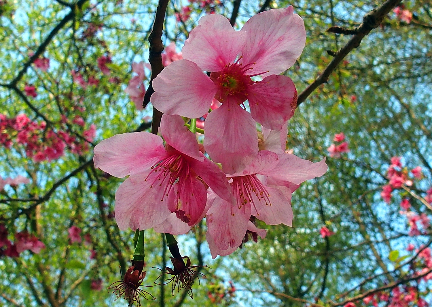 陳永鑑櫻桃花作品20250405g.JPG